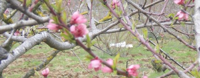 fons_cirerers-640x250