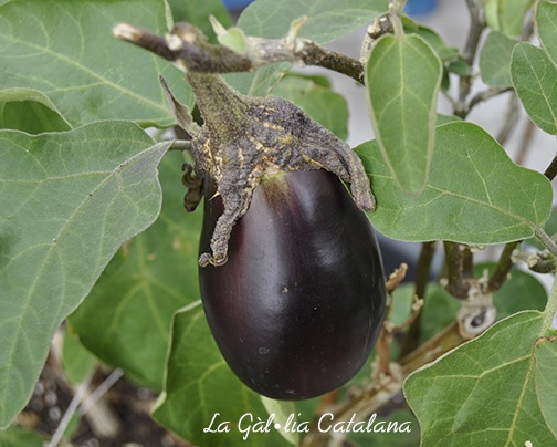 Baba ganoush, muttabal betinjan, crema d'albergínies, puré d'albergínies #Babaganoush;#Mutabal; #berenjena;#albergínia;#eggplant; #KM0 #slowfood ©Manel Baxerias @irreductibles